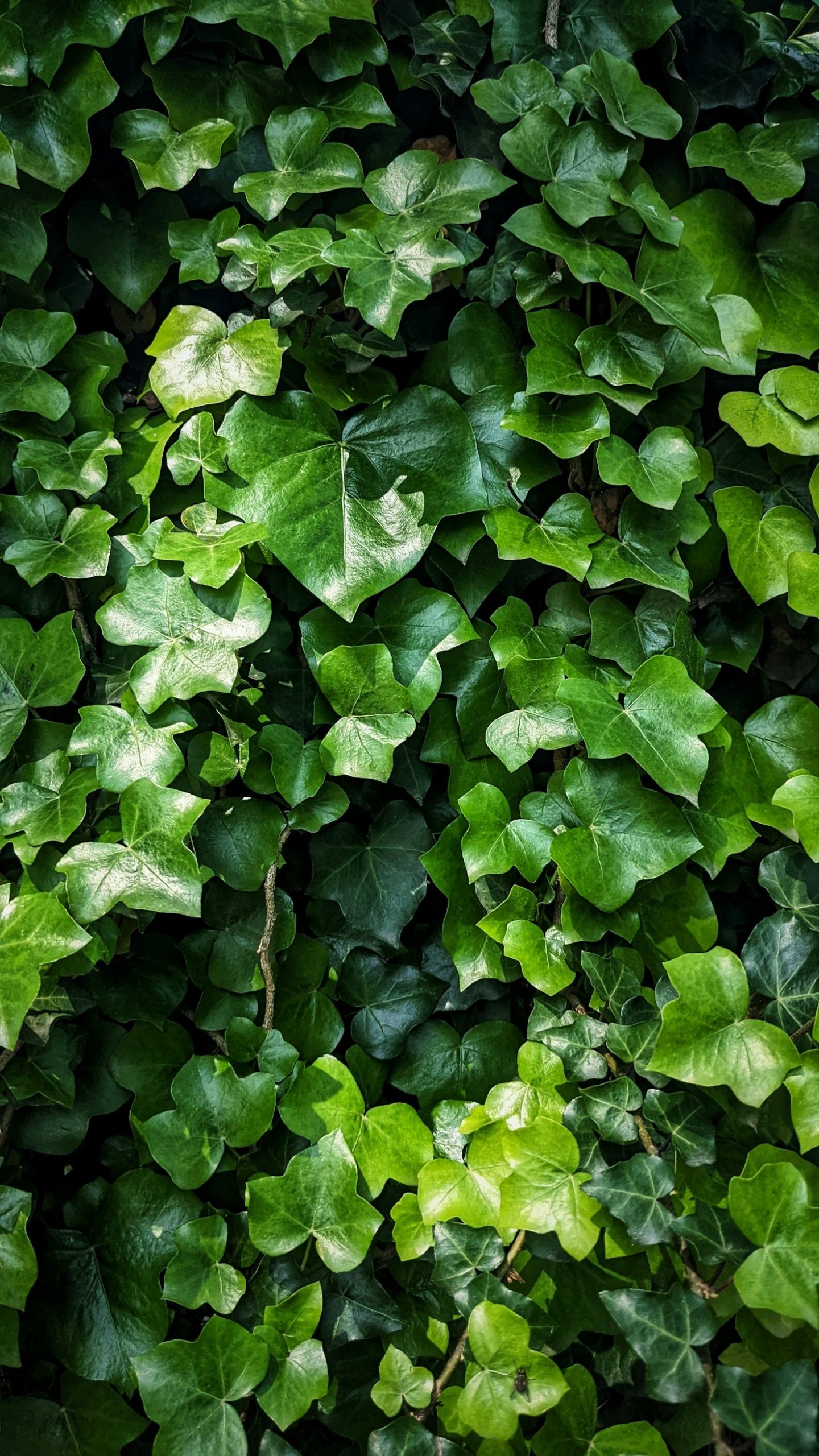 Inspiring Stories from Greenable Village Members